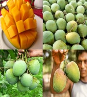 10 Kg Gobingo Bhog Mango- গোবিন্দভোগ আম (সাতক্ষীরা)